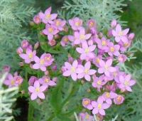 Gesundheit aus dem Garten