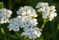 Gesundheit aus dem Garten