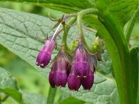 Gesundheit aus dem Garten