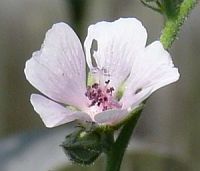 Gesundheit aus dem Garten
