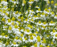 Gesundheit aus dem Garten