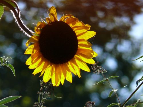 Sonnenblume, &copy; 