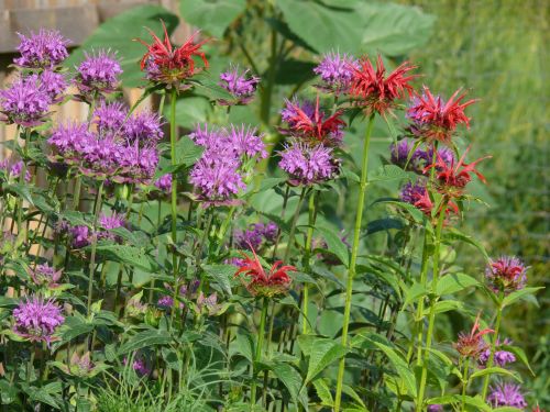 Monarda, &copy; 