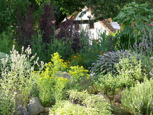 Rote Gartenmelde, Fenchel, Johanniskraut..., &copy; 