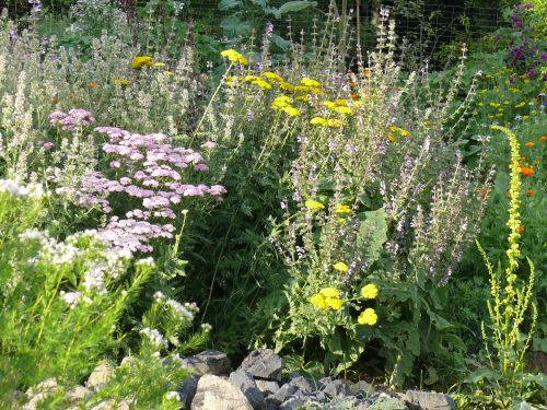bunte Schafgarben, Muskatellersalbe, schwarze K�nigskerze..., &copy; 