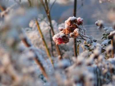 Der Garten im November, &copy; &copy; A. Bregar