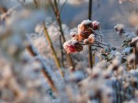 Der Garten im November, &copy; A. Bregar