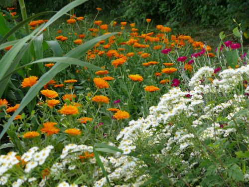 Ringelblumen und Mutterkraut, &copy; 