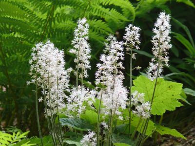 und die Schaumblte (Tiarella), © © A. Bregar