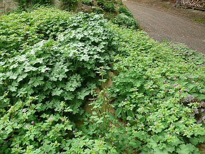 Der rosa Storchenschnabel von Resi und der Wilde Storchenschnabel von Sabine breiten sich aus, © © A. Bregar