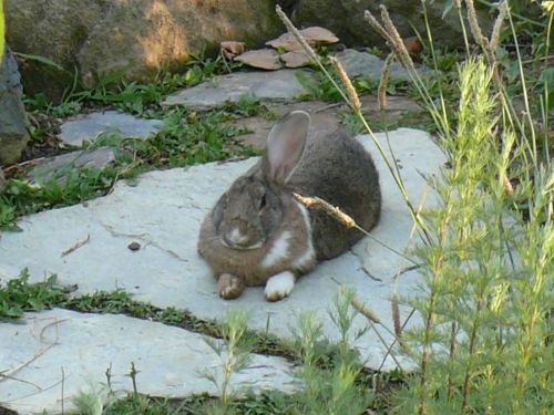 Unser Hase Lotti, &copy; 